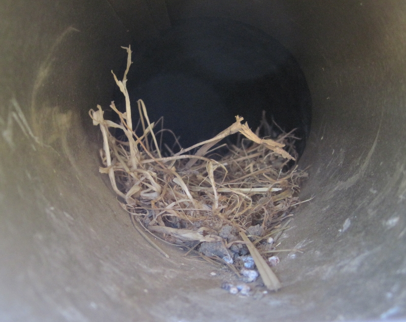 bird nest removal from dryer vent
