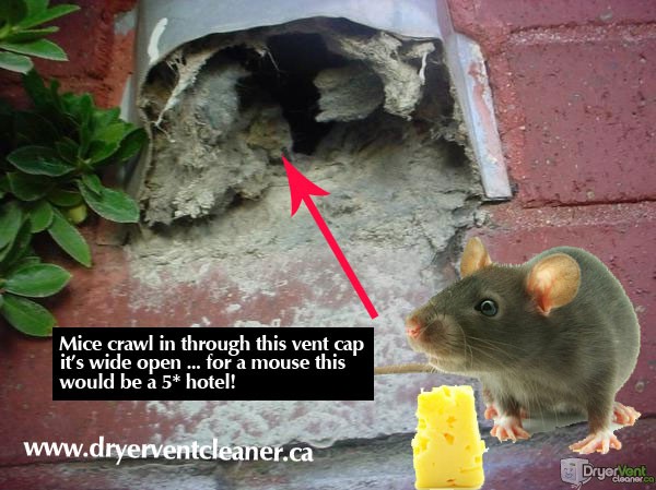 mice in dryer vent